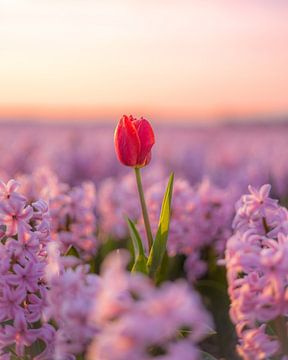 Red Tulip in Pink Hyacinth Field by Zwoele Plaatjes