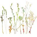 Plantes de prairie d'été, herbes et fleurs. Illustration botanique avec texture aquarelle. par Dina Dankers Aperçu