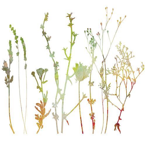 Retro Botanical Art. Wild flowers in pastel colors. by Dina Dankers