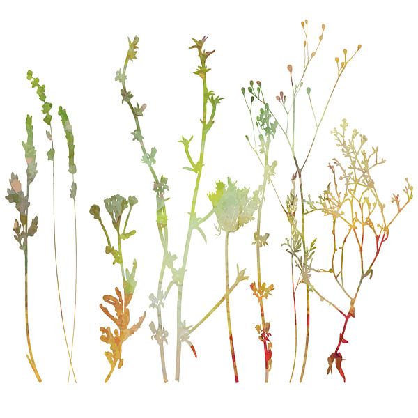 Sommerwiese Pflanzen, Kräuter und Blumen. Botanische Illustration  von Dina Dankers