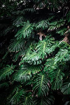 Planten in de Botanische Tuin in Madeira van Youp Lotgerink