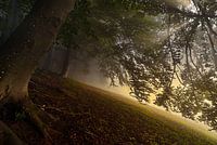 Herbstwald mit Nebel