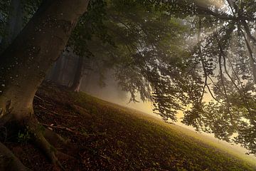 Herbstwald mit Nebel von CSB-PHOTOGRAPHY
