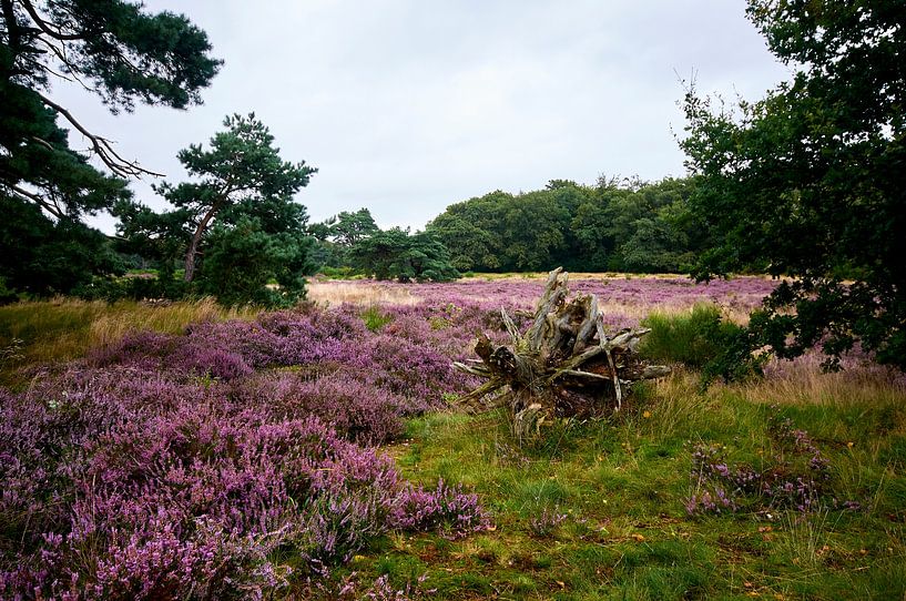 Blühendes Heidekraut von Erik Reijnders