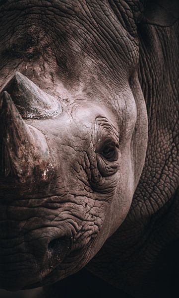 Close-up of a rhino by Design Wall Arts