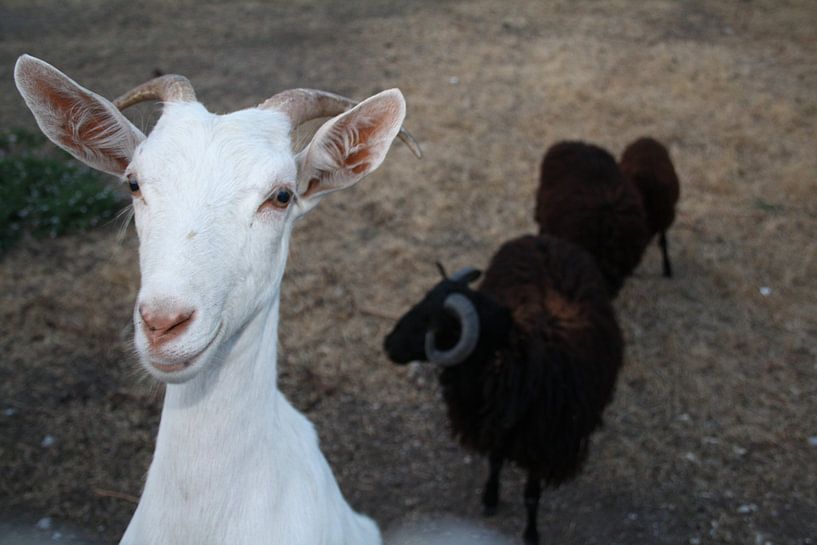 Lesbos van Jetty Boterhoek