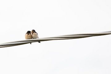 Swallows in love by Desirée de Beer