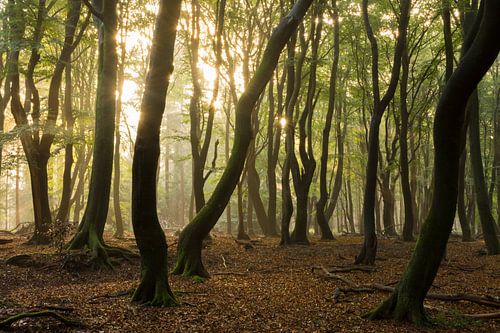 Forêt magique, Speulderbos