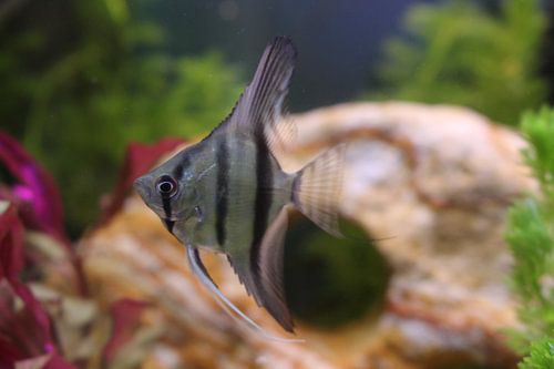 Poisson lune