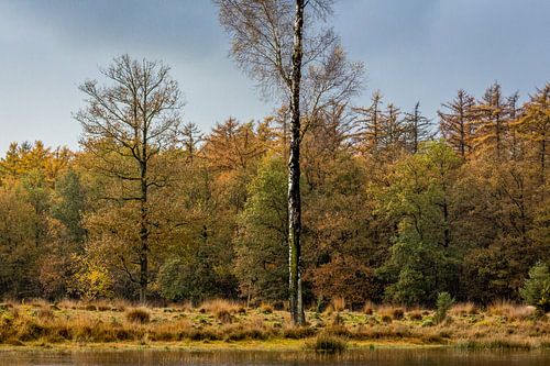 Bord de la forêt à l'automne