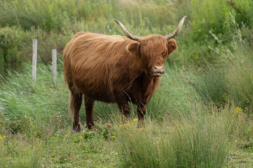 Koeien van Maaike Krimpenfort