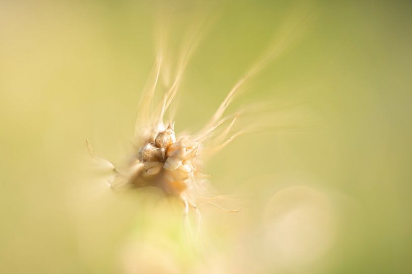 Orge par Fotografie Gina Heynze