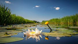 Nénuphar blanc dans le fossé sur Martijn van Dellen