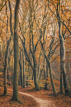 Speulderbos [Gouden Herfstmiddag I]