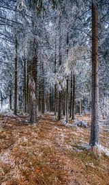 Dive in the black forest