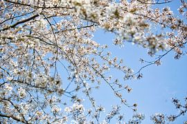 Des fleurs blanches et un ciel bleu clair