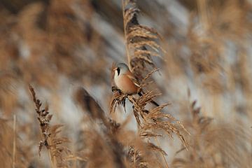 Bearded Tit (Panurus biarmicus) Baden-Württemberg by Frank Fichtmüller