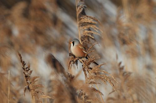 Mésange barbu (Panurus biarmicus) Baden-Württemberg