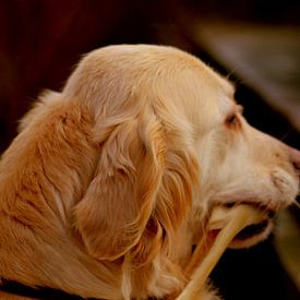 Hoofd van labrador (hondenras) van UN fotografie