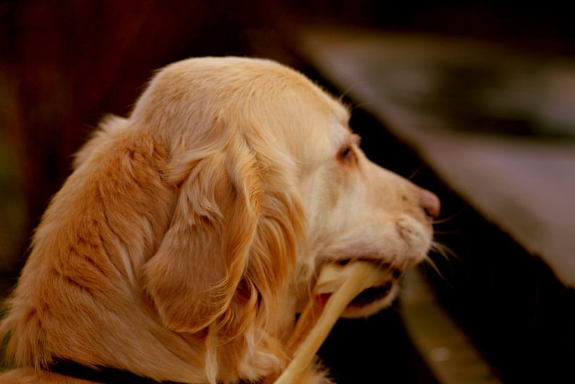 Tête de Labrador Retriever (chien de race) par UN fotografie