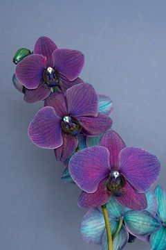 closeup of a purple orchid against a blue background by W J Kok