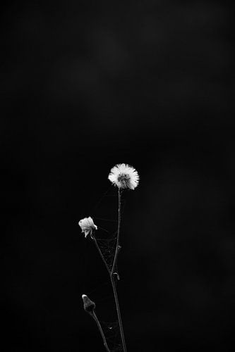 Uitgebloeide hypochaeris radicata