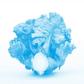 Blütenknospen in Cyan von STUDIO7005 .nl
