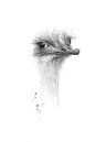 Struisvogel in zwart wit van Atelier DT thumbnail