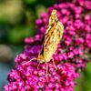 Papillon de chardon sur un lilas d'été sur Animaflora PicsStock