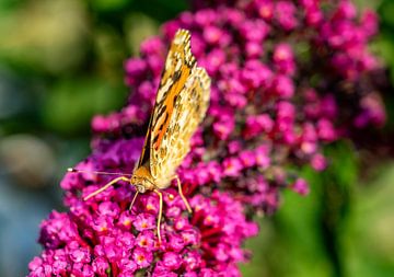 Distelvlinder op een zomer sering van Animaflora PicsStock