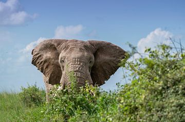 Face à face avec un éléphant mâle