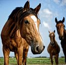 Pferd im Holland. Schönfühlend von Dawid Baniowski Miniaturansicht