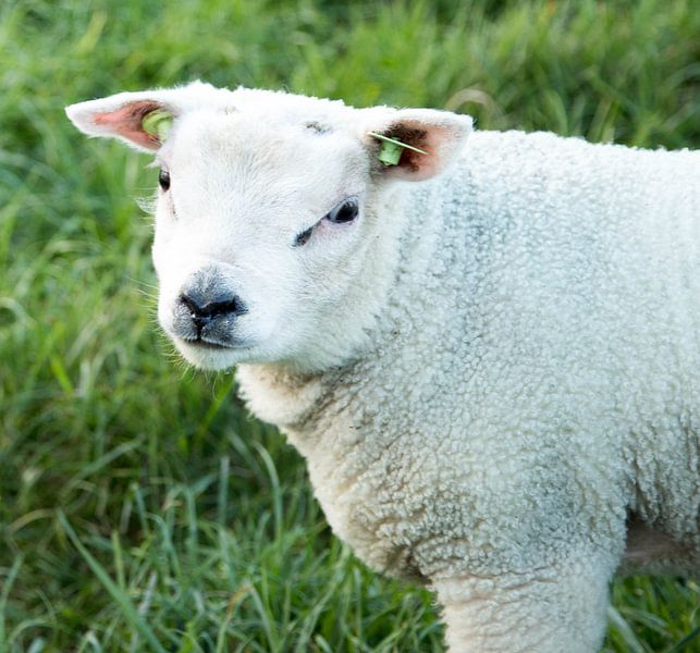 Schaap by Wendy Bierings