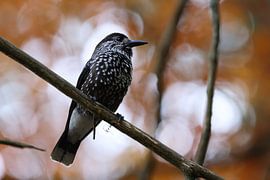 Spotted Nutcracker, Eurasian nutcracker (Nucifraga caryocatactes) Black Forest, Germany by Frank Fichtmüller