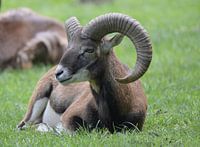Der Steinbock