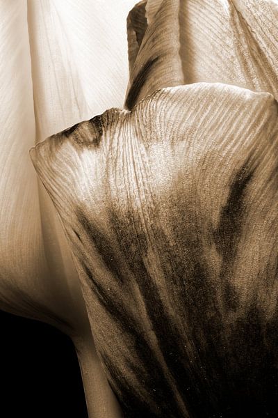 Closeup van twee tulpen in sepia van Youri Mahieu