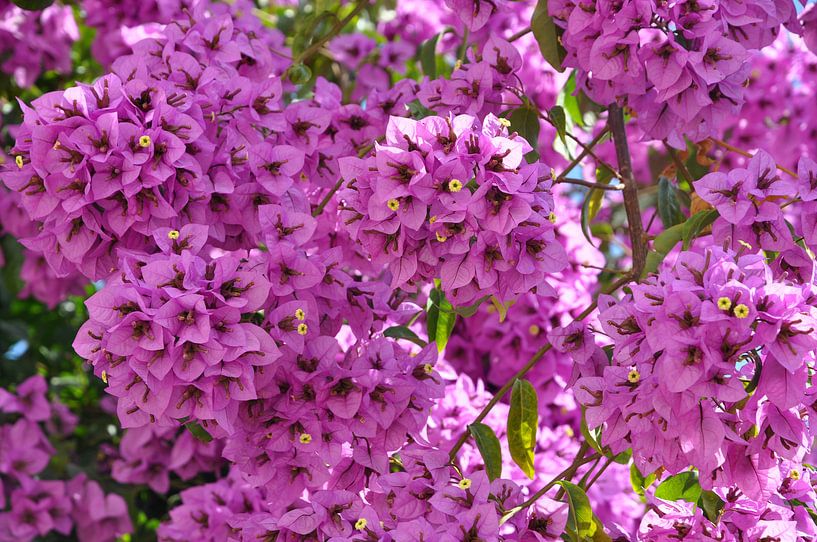 Bougainville in roze par Peter Mooij