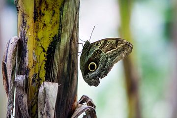 Vlinder op  een stengel van Peter de Kievith Fotografie