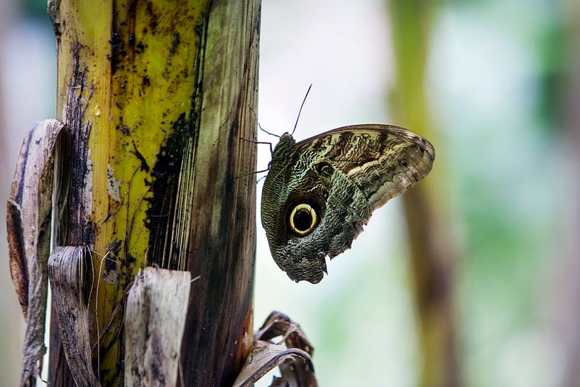 Butterfly on a stem by Peter de Kievith Fotografie