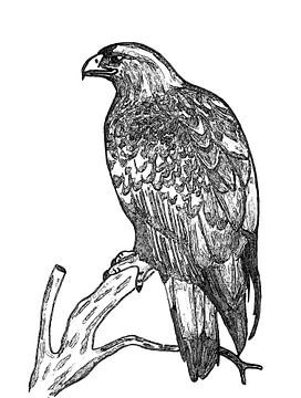 Eagle ( drawing ) by Jose Lok