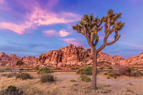 Joshua Tree in het avondlicht