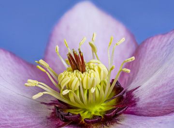 Makro von einer Lenzrosen Blüte von ManfredFotos