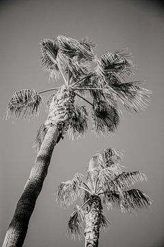 Twee prachtige palmbomen op de boulevard van Almería, Spanje. van Fotografia Elegante
