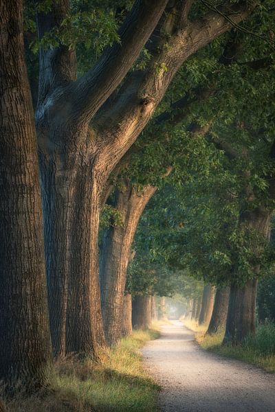 - by Erik de Jong