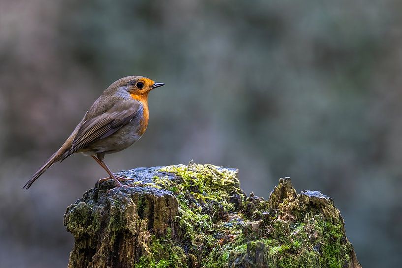 Robins von Marieke Deinum
