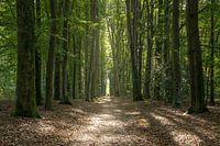 Limburg, tree avenue Vijlenerbos, Plateau of Vijlen, (post)summer 2024.