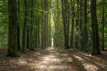 Limburg, Baumallee Vijlenerbos, Plateau von Vijlen, (Nach-)Sommer 2024.