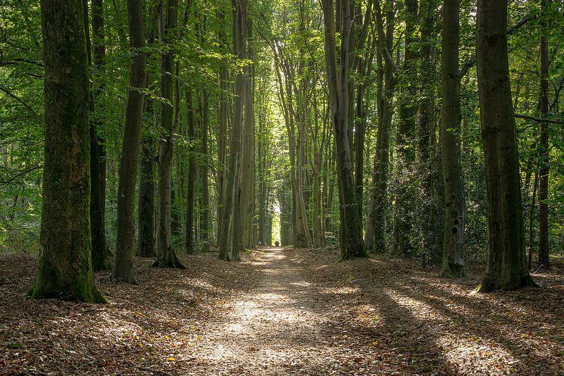 Limbourg, allée d'arbres Vijlenerbos, Plateau de Vijlen, (post)été 2024. par Jonathan Servais