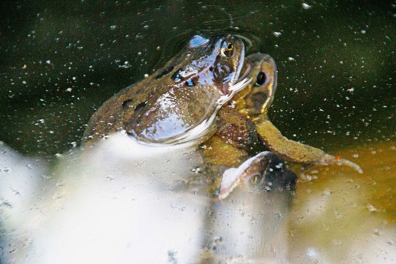 frogs in pond by wil spijker
