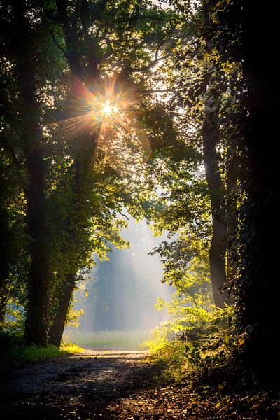 Follow the sun by Jolijn van Goch